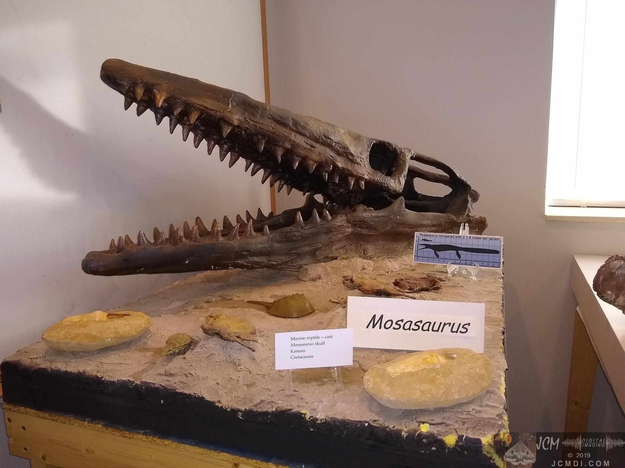 Earth Experience Dinosaur Museum - Mosasaurus